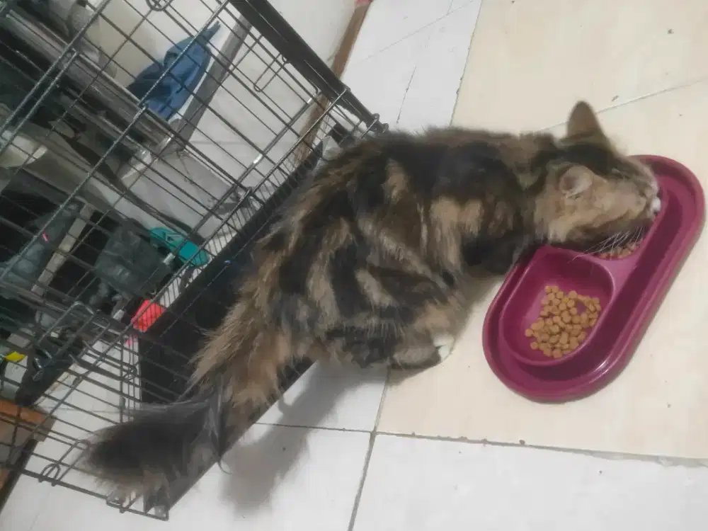 Kucing anggora big betina