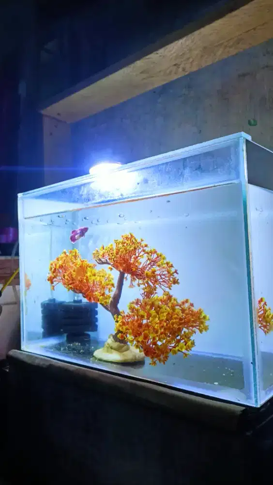 Aquarium ikan hias fullshet