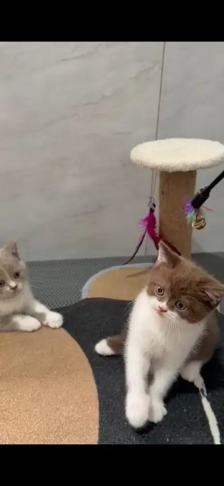 British Shorthair jantan
