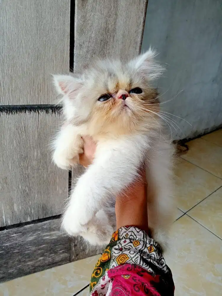 Peaknose kitten