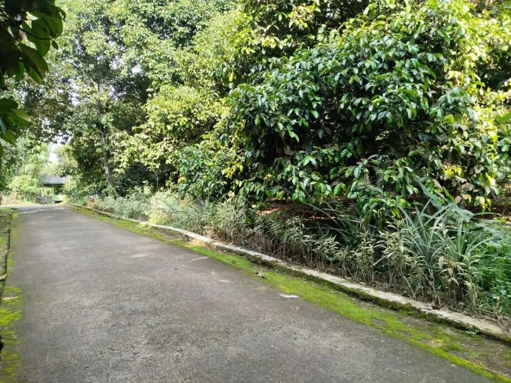 Dijual Tanah SuburKebun Manggis Produktif Strategis Pinggir Jalan – Luas 821m²