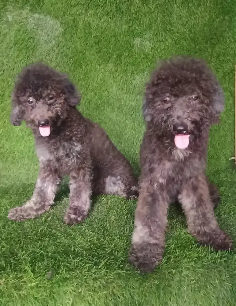 Poodle betina silver gelap