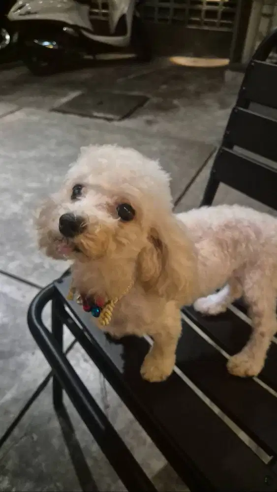 Puppy Poodle gemas