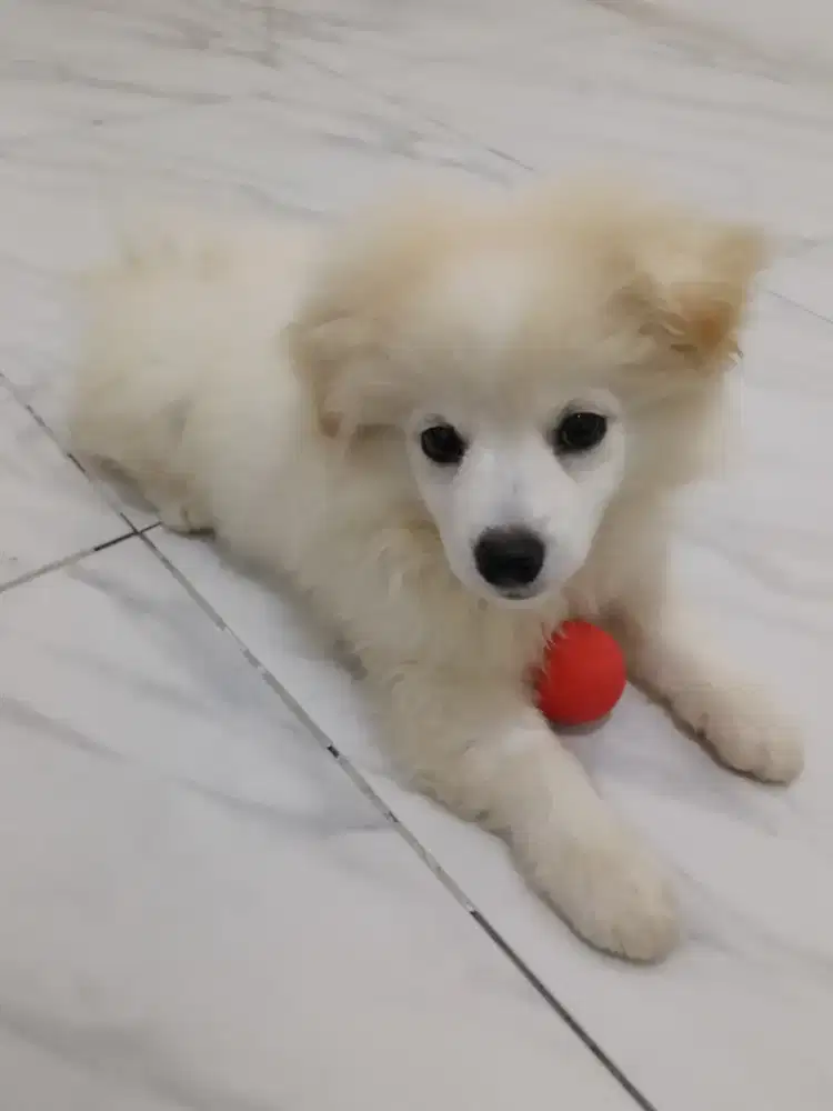 Anakan Pom 3 bulan