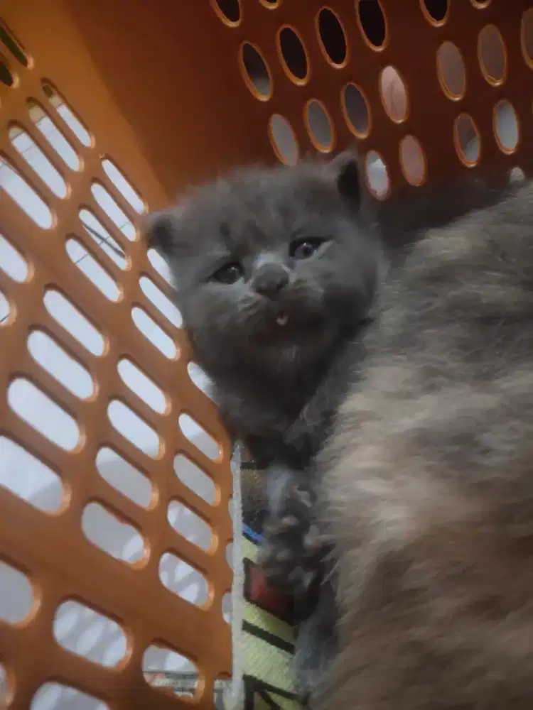 Persia medium kitten anak kucing