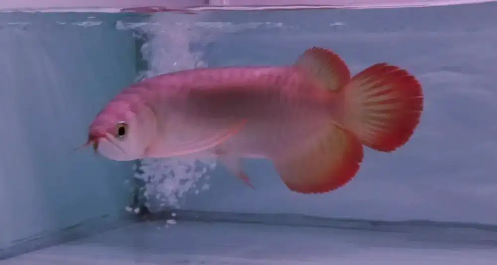 Arwana arowana Super red spek ajib -+30cm