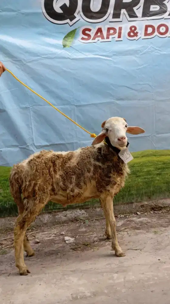 Jual hewan qurban bandung