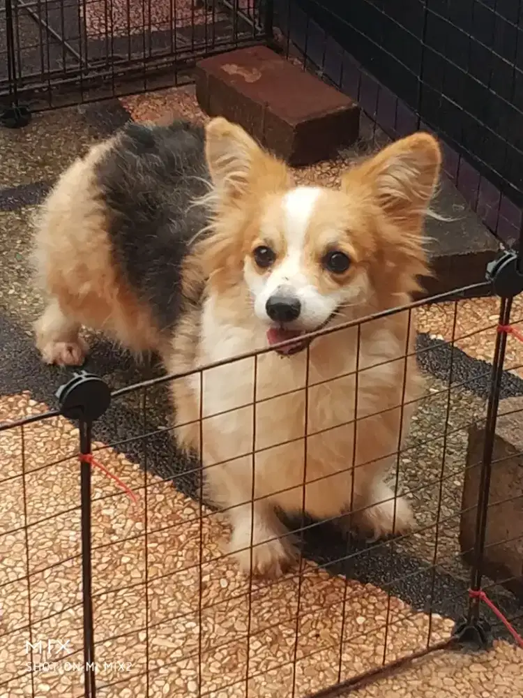 Jual Indukan Corgi Long Hair