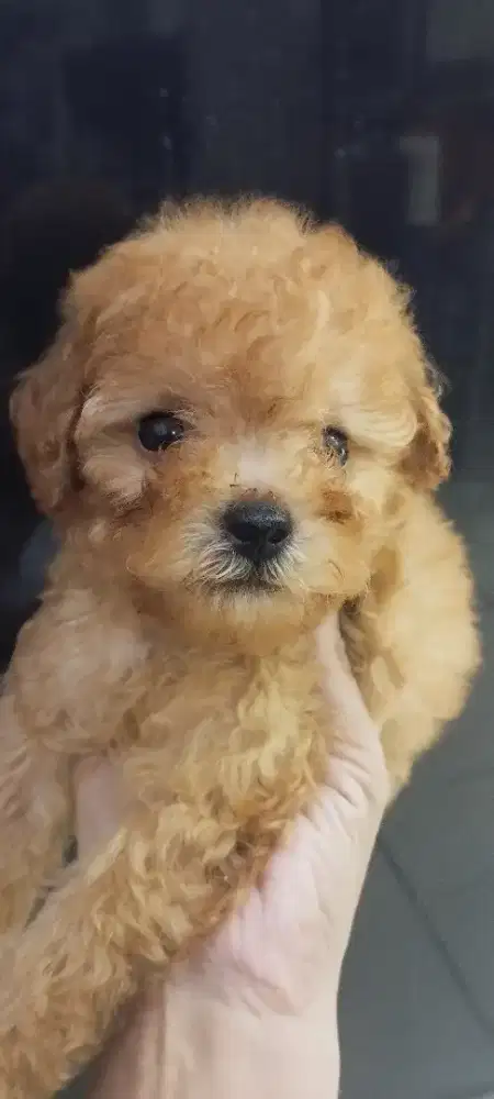 Tinny Toy Poodle