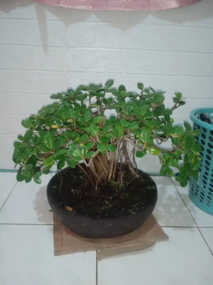 BONSAI BERINGIN DOLAR