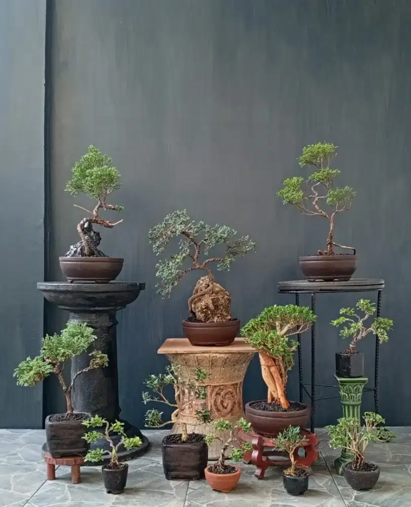 Bonsai hias murah 11 pohon