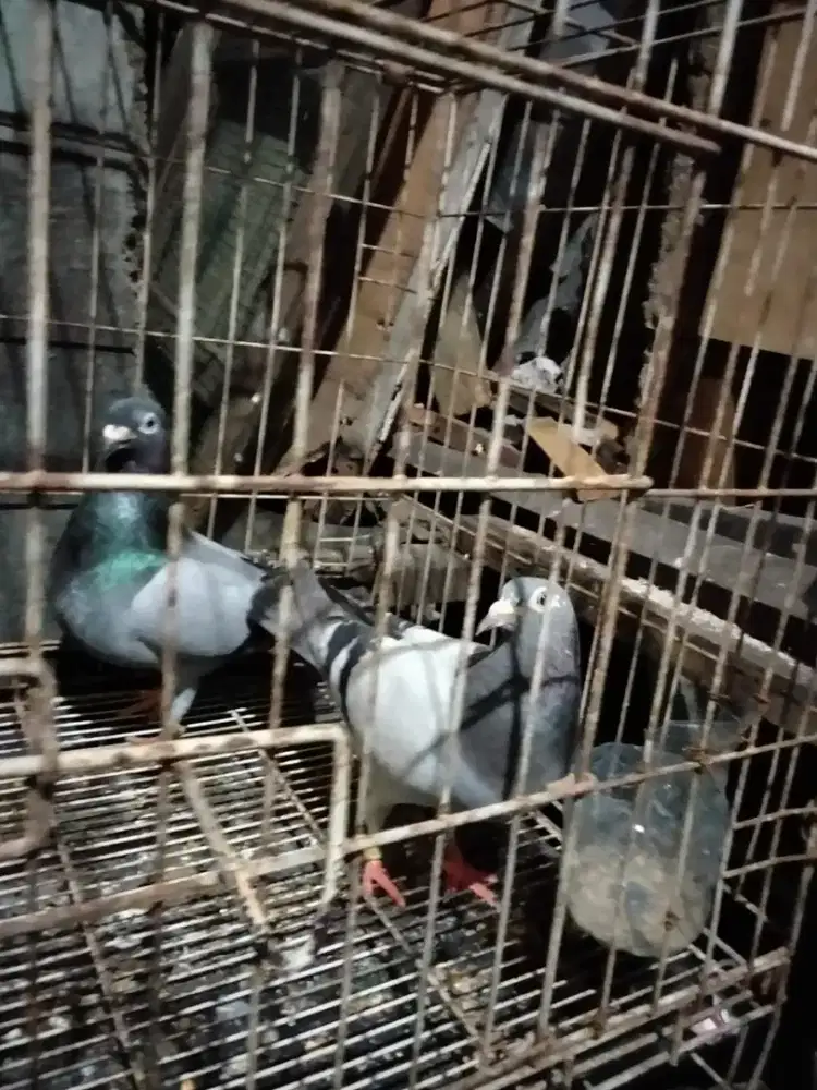 Merpati pos sepasang rajin produksi
