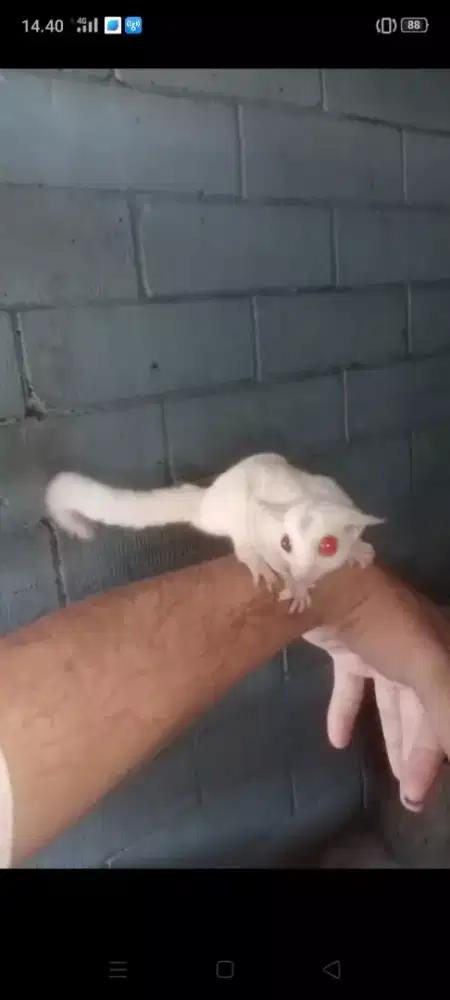 Sugar Glider Creamino
