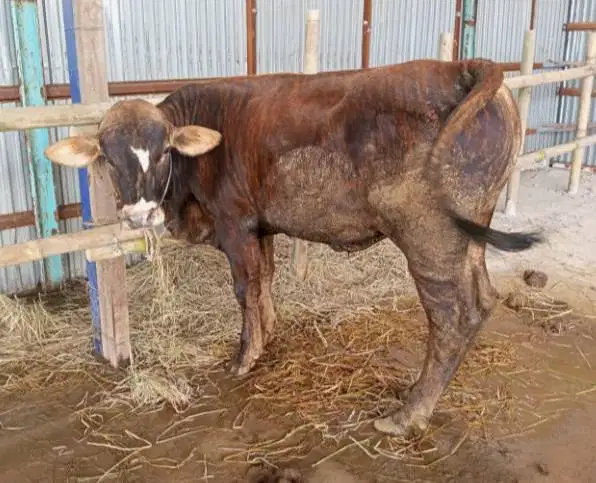 sapi pegon jawa limo metal 350-400kilo 70rb-an/kilo timbang hidup puas