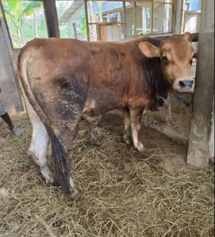 sapi pegon jawa limo metal 350-400kilo 70rb-an/kilo timbang hidup puas