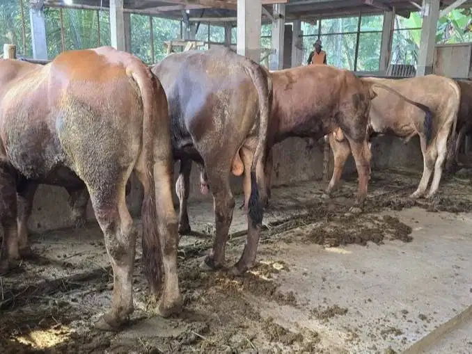 sapi pegon jawa limo metal 350-400kilo 70rb-an/kilo timbang hidup puas