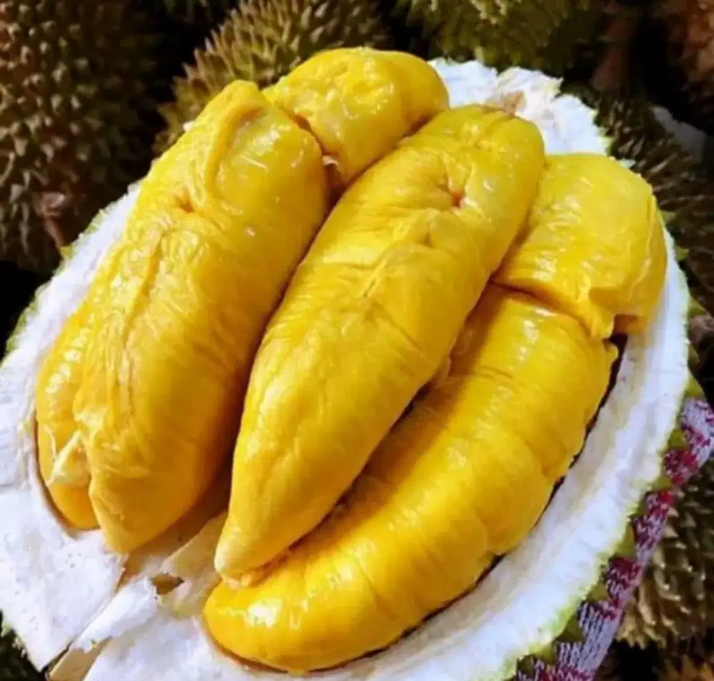 bibit Duitan Bawor Cepat Tumbuh Berbuah