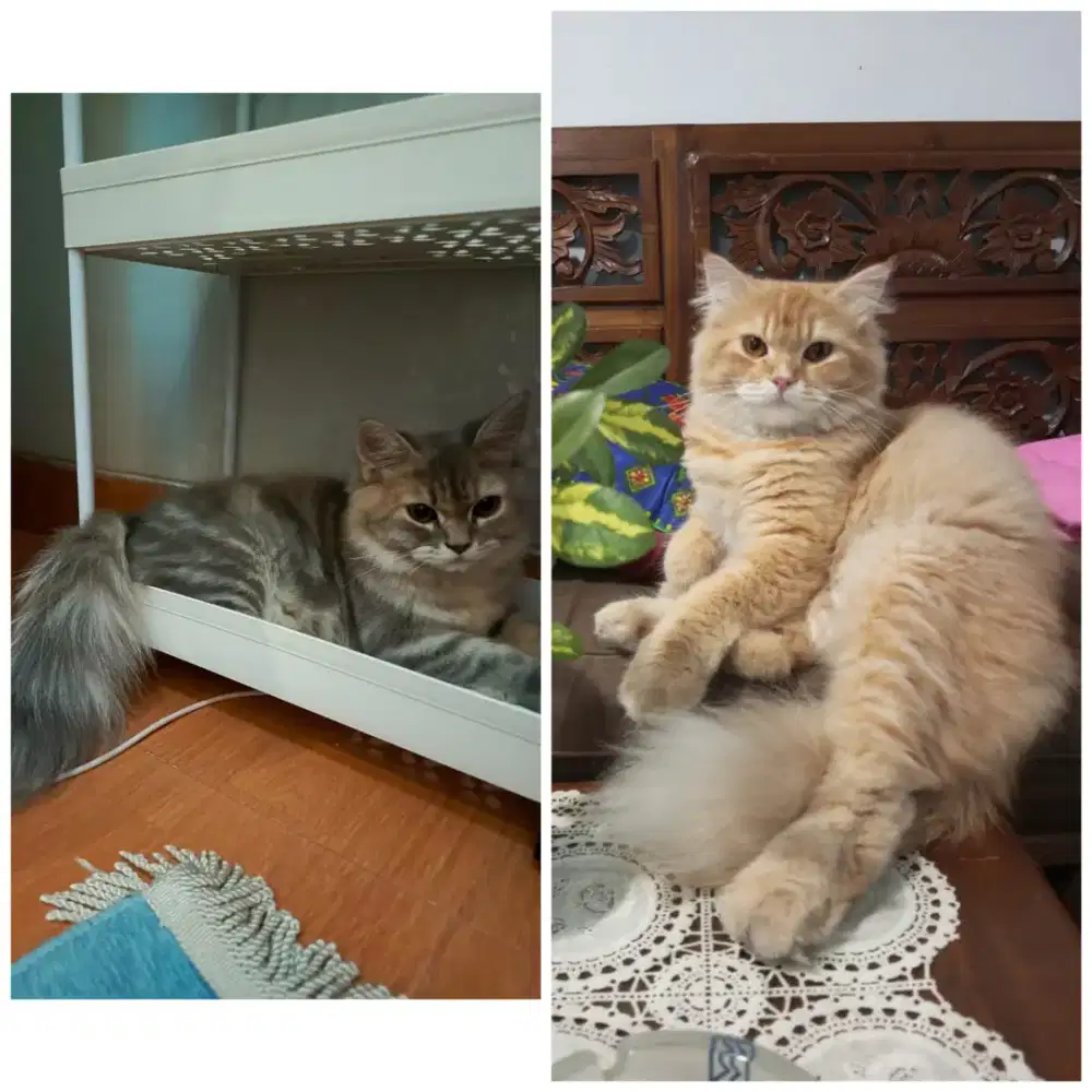 lepas adopt kucing persia