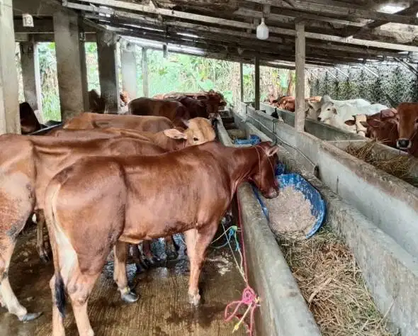 sapi jantan pegon limo metal 350-400kiloan 70rb-an/kilo timbang hidup