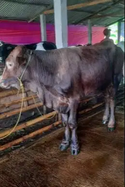 sapi jantan pegon limo metal 350-400kiloan 70rb-an/kilo timbang hidup