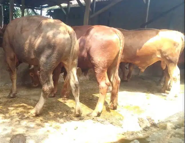 sapi kiloan 350-400kiloan 70rb-an/kilo pegon limo metal siap kurban ok