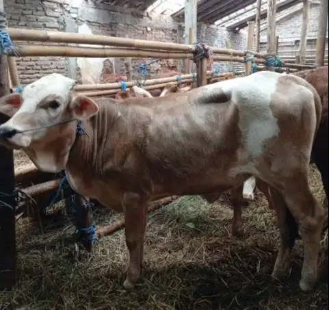 sapi kiloan 350-400kiloan 70rb-an/kilo pegon limo metal siap kurban ok