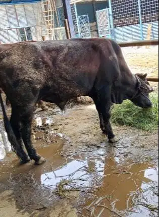 sapi kiloan 350-400kiloan 70rb-an/kilo pegon limo metal siap kurban ok