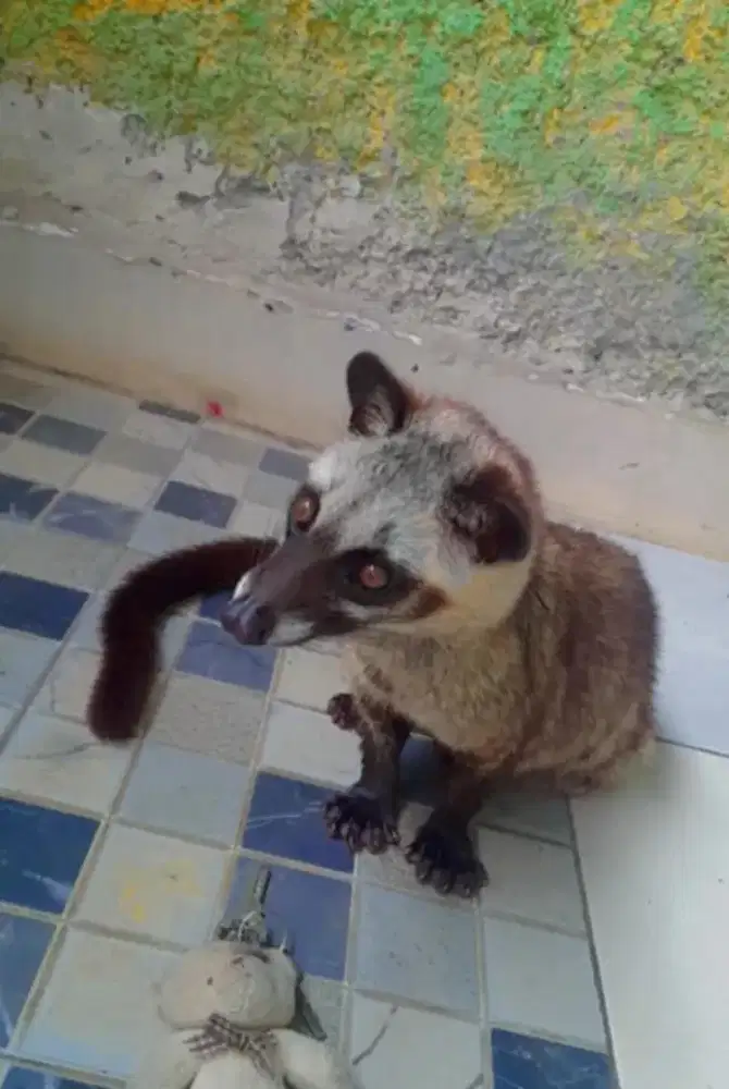 MUSANG PANDAN ( JANTAN )
