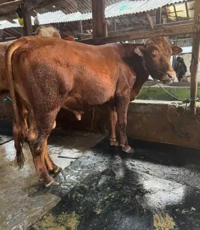 sapi kiloan 350-400kiloan timbang hidup siap qurban limo pegon simetal