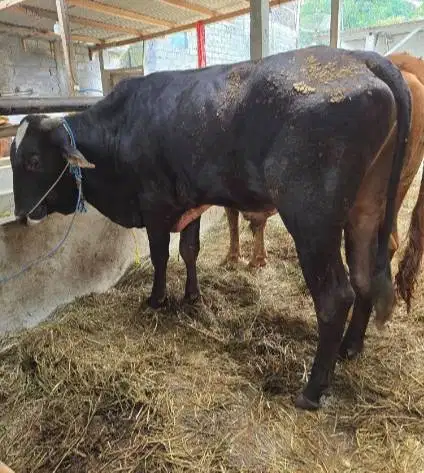 sapi kiloan 350-400kiloan timbang hidup siap qurban limo pegon simetal