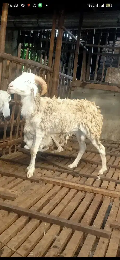 Kambing Qurban Bertanduk