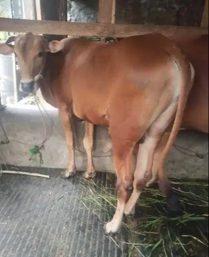 sapi kiloan 70rb-an/kilo siap qurban murmer timbang hidup 350-400kilo