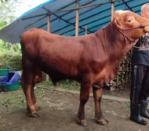 sapi limosin kiloan 350-400kilo 70rb-an/kilo timbang hidup siap kurban