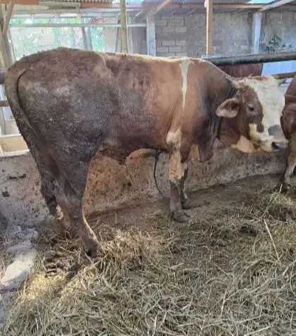 sapi limosin kiloan 350-400kilo 70rb-an/kilo timbang hidup siap qurban