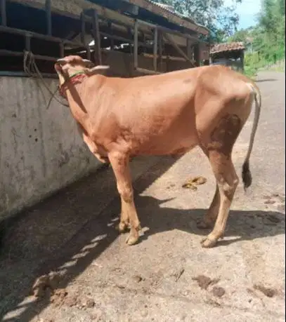 sapi limosin kiloan 350-400kilo 70rb-an/kilo timbang hidup siap qurban