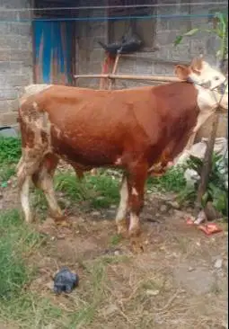 sapi qurban kiloan 350-400kilo 70rb-an/kilo limosin pegon simental top