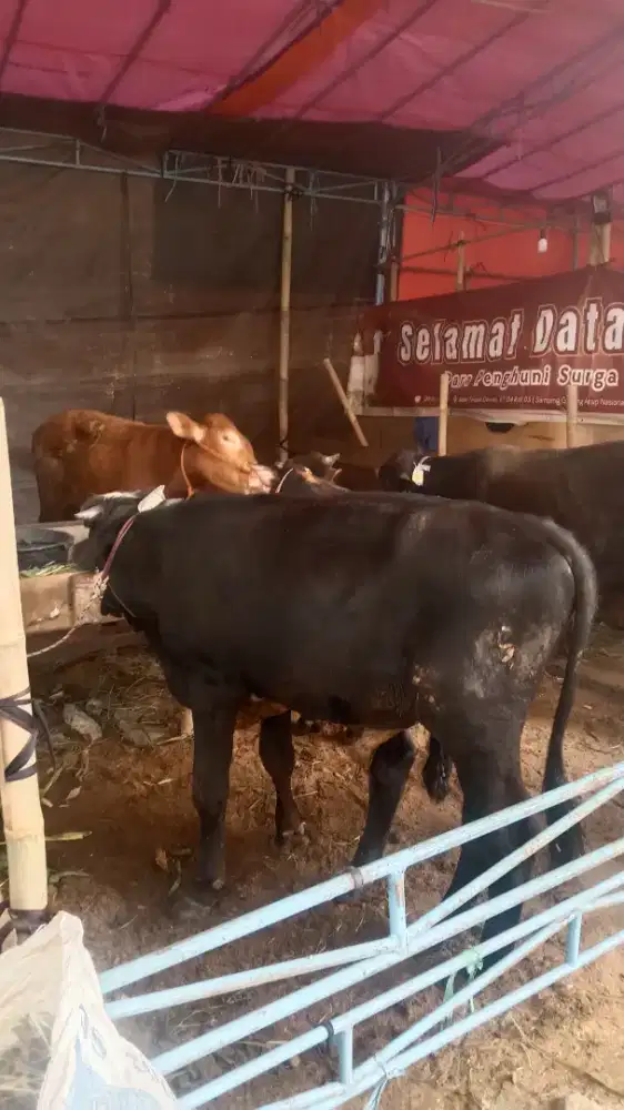 Sapimurah#sapibesar##qurban2026#qurbanbandung#dombamurah#gratisongkir