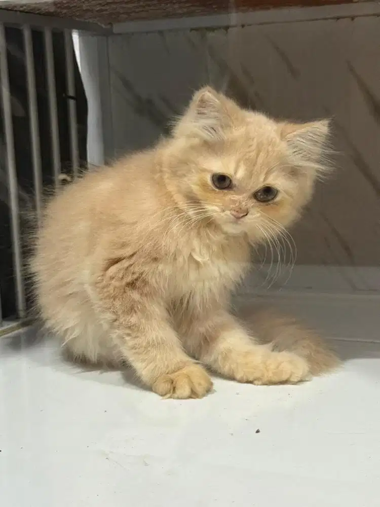 Kucing milo mix persia