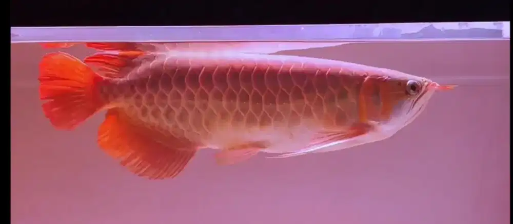 Arwana super red 60cm