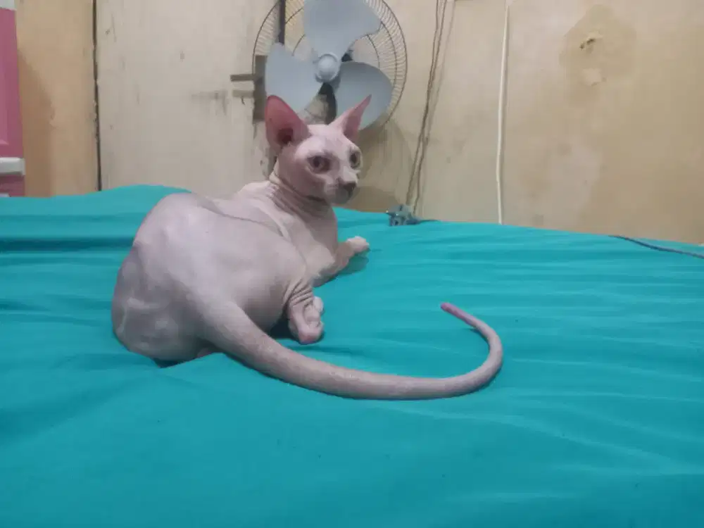 Kucing sphynx jantan birahi