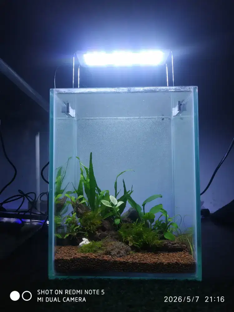 Aquascape aquarium mini cupang