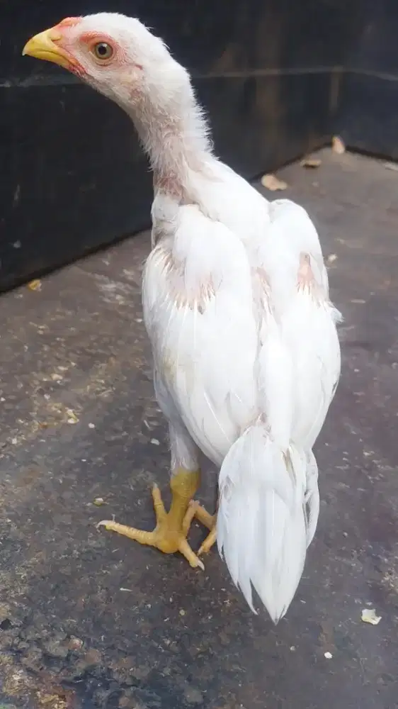 Ayam Hias Ekor Lidi
