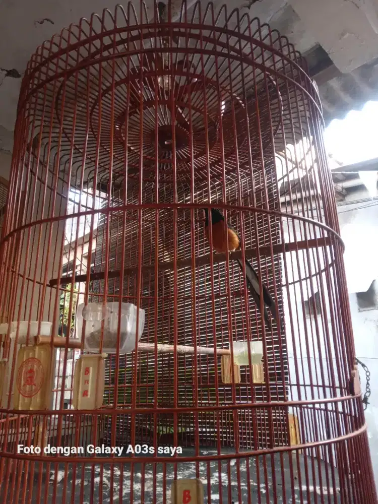 murai medan gacor cor
