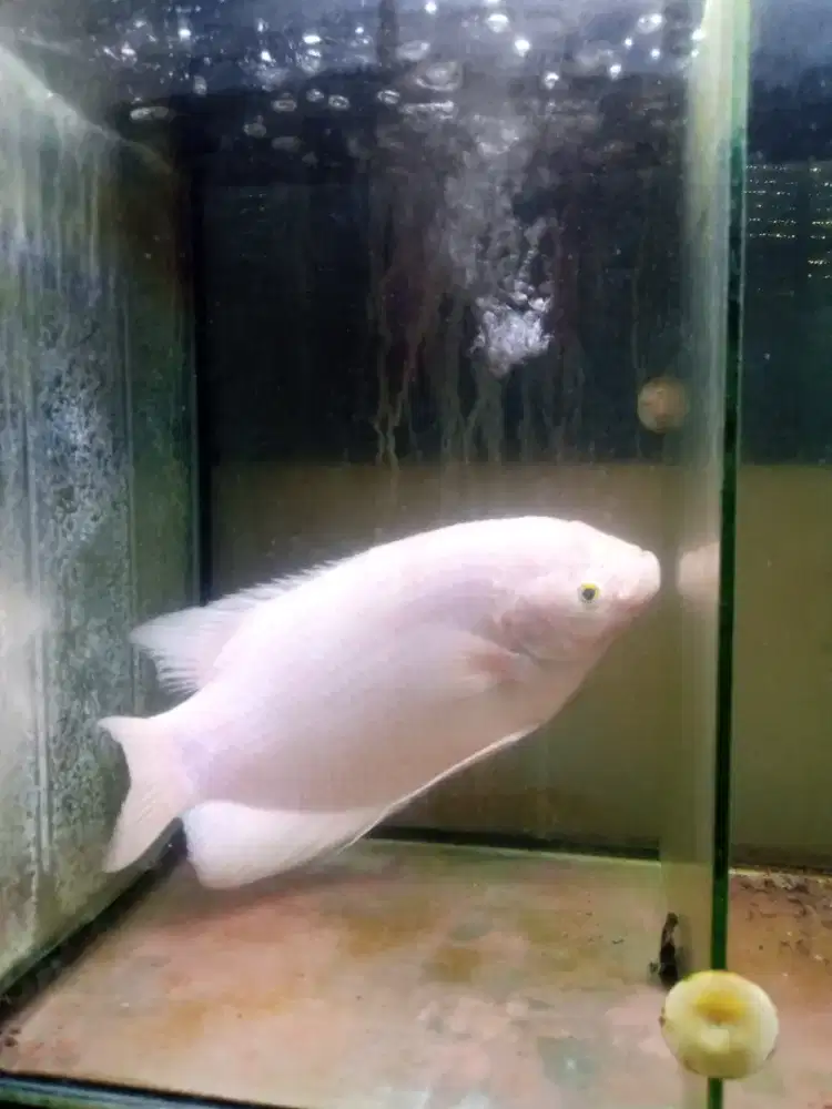 Jual ikan gurame Padang gede size panjang 30cm lebih 15cm
