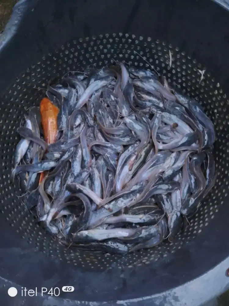 Bibit Ikan Lele
