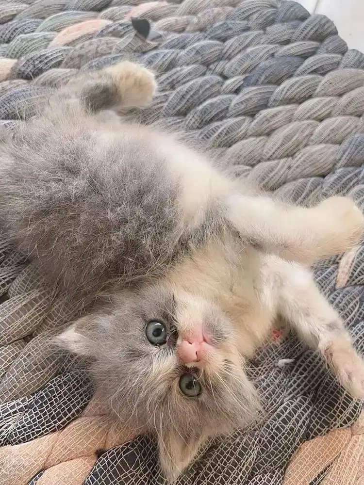Lepas adopt kucing