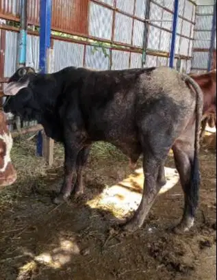 sapi qurban kiloan 70rb-an/kilo timbang hidup mulai 350-400 kiloan top