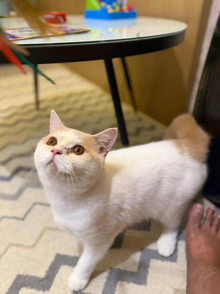 Kucing BSH Jantan murah