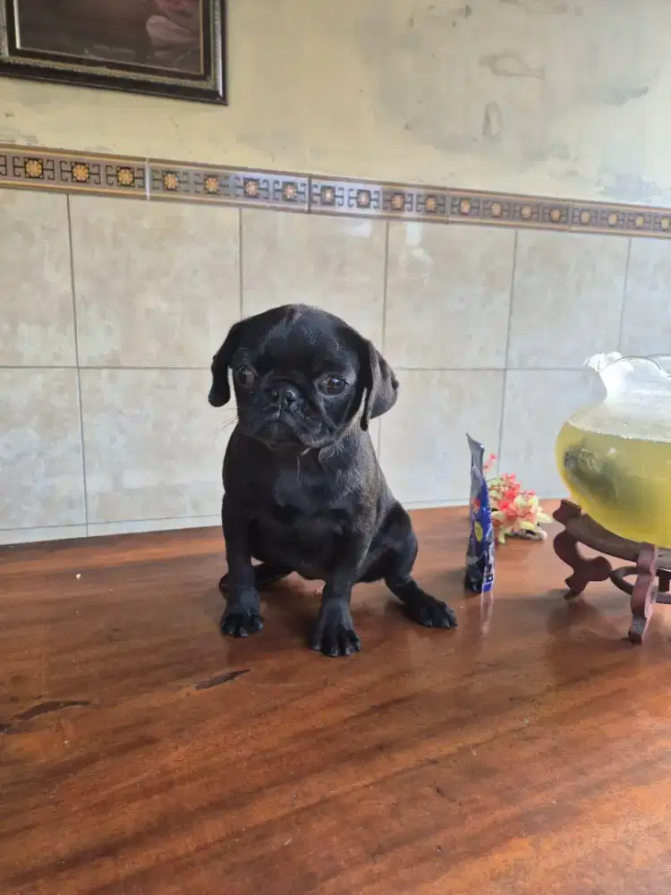 pug betina 3 bulan sudah vaksin