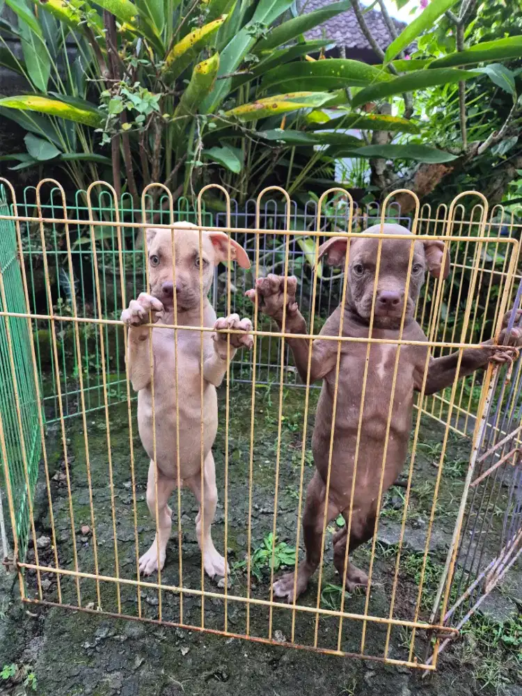 super cakep pitbull betina dan jantan